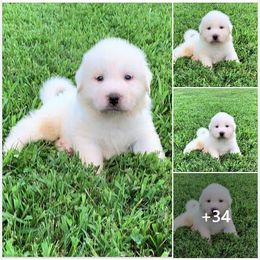 Great Pyrenees Puppies from Wells' Providence Pyrenees