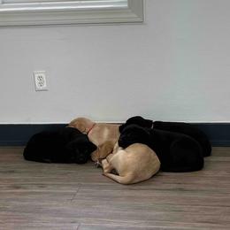 Labrador Retriever Puppies from Branley's Riverside Labradors