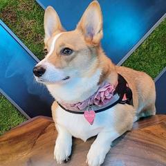 Pembroke Welsh Corgis from Brian Cayton