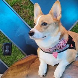 Pembroke Welsh Corgis from Brian Cayton