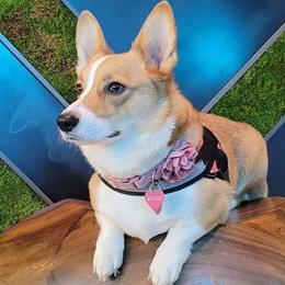 Pembroke Welsh Corgis from Brian Cayton