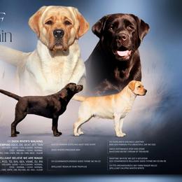Labrador Retriever puppies from Wolf Mountain Kennel