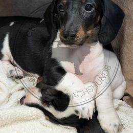 Nemo - Piebald male Dachshund puppy in Fond Du Lac, Wisconsin from Clucking Homestead Springers & Dachshunds