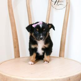 Miniature American Shepherd, Miniature Australian Shepherd, and Toy Australian Shepherd Puppies from Hydden Aussies