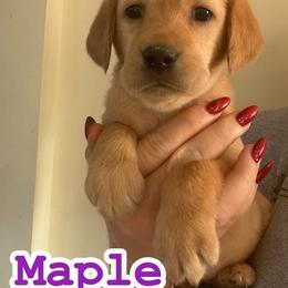 Maple - Yellow female Labrador Retriever puppy in Lucasville, Ohio from Backwoods Labradors