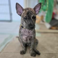Jay - Brindle male Vietnamese Phu Quoc Ridgeback puppy in Palmdale, California from Vietnamese Phu Quoc Ridgeback Dogs of Southern California