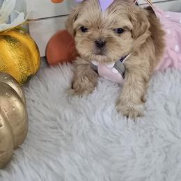 Shih Tzu Puppies from 🩷ViviDreamyShihtzus🩷