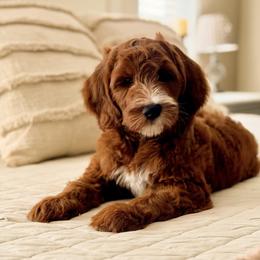 Tipton - Red  male Goldendoodle puppy in Heber Springs, Arkansas from H&L GoldenDoodles
