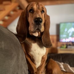 Jolene - Basset Hound