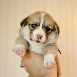Cookie - Red male Pembroke Welsh Corgi puppy in Stockton, Utah from BW Corgis