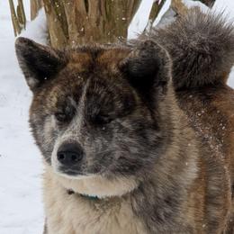 Bindi - Japanese Akitainu