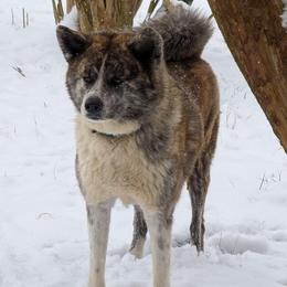 Bindi - Japanese Akitainu
