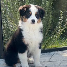 Girl 1 - Black tri-color Australian Shepherd puppy in Port Orange, Florida from Steadfast Australian Shepherds