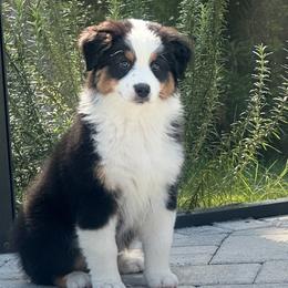 Girl 1 - Black tri-color Australian Shepherd puppy in Port Orange, Florida from Steadfast Australian Shepherds