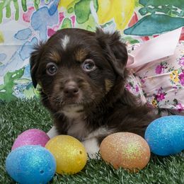 Toy Australian Shepherd Puppies from D'arbonne Aussie