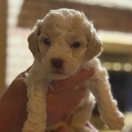 Brown Boy - Orange male Lagotto Romagnolo puppy in Chicago, Illinois from Midwest Lagotto Romagnolo
