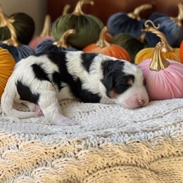 Bernedoodle Puppies from Creekside Doodles