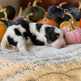 Bernedoodle Puppies from Creekside Doodles