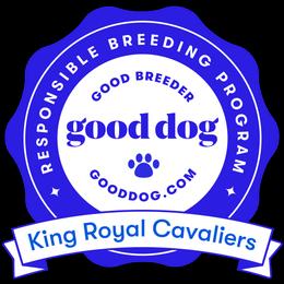 Cavalier King Charles Spaniel Puppies from King Royal Cavaliers