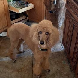 Poodle All Grown Up from Wine Country Reds