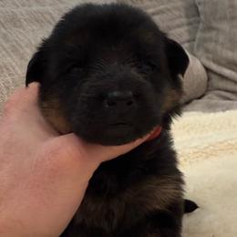 Red Girl - Black and red female German Shepherd puppy in Battle Ground, Washington from Purebred Elite Shepherds