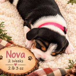 Nova (pink) - Black tan and white female Beagle puppy in Trail, Oregon from Jennifer Knapp's AKC Beagles