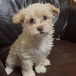 Taffy - Cream female Havanese puppy in Lancaster, South Carolina from 3 Bs Havanese-PUPPIES with  PURPOSE