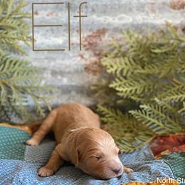 Goldendoodle Puppies from North Star Dog Training