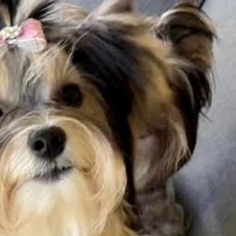 Biewer Terriers from Stone Mountain Dogs