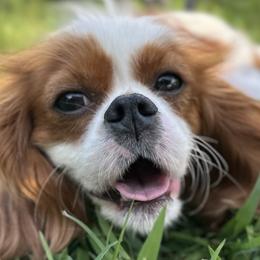Chatter - Cavalier King Charles Spaniel