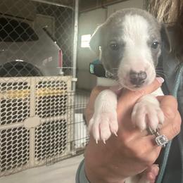 Teal - Blue brindle male Whippet puppy in Corry, Pennsylvania from Sara's Whippets