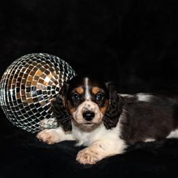 Rhett - Piebald male Dachshund puppy in Coldwater, Mississippi from Mississippi Shorties Miniature Dachshunds