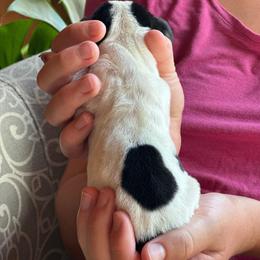 Female 3 - Black brown and white female Basset Hound puppy in Lindley, New York from Hill Top Basset Hounds & Cane Corso
