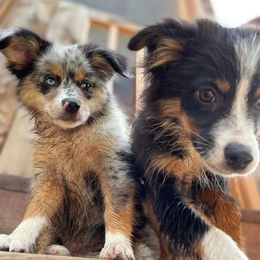 Miniature Australian Shepherd Puppies from Dusty Dogs Miniature Australian Shepherds