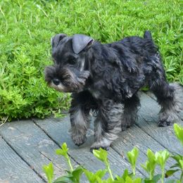 Miniature Schnauzer Puppies from Sumerwynd Miniature Schnauzers