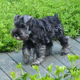 Miniature Schnauzer Puppies from Sumerwynd Miniature Schnauzers