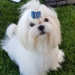 Lotta - Maltese