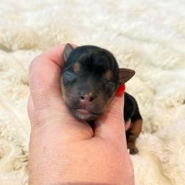 Tulip 3000 - Black and gold female Yorkshire Terrier puppy in Midland, Texas from Southern Yorkie Pies