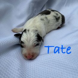 Tate - Slate merle male Border Collie puppy in Cedartown, Georgia from Ferguson Border Collies