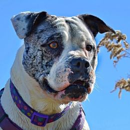 Wicca - Alapaha Blue Blood Bulldog