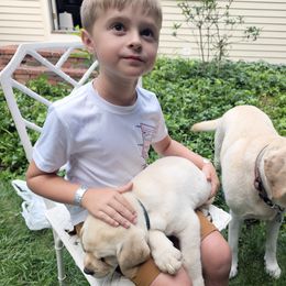 Labrador Retriever Puppies from Gabriel Ben-Yosef