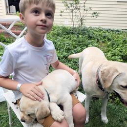 Labrador Retriever Puppies from Gabriel Ben-Yosef