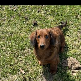 Leroy - Dachshund