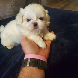 Razzberry - White male Pekingese puppy in Kingman, Arizona from Faithful companions
