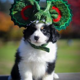 Miniature American Shepherd Puppies from Casita Miniature American Shepherds