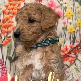Hamlin - Apricot male Goldendoodle puppy in Chattanooga, Tennessee from Scenic City Doodles