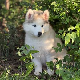 Pomsky and Siberian Husky Puppies from A-Dream Pomsky Kennel