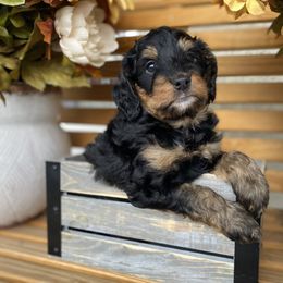 Australian Labradoodle, Bernedoodle, and Cockapoo Puppies from Dream Doodles and Cockapoos