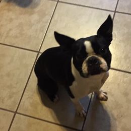 Boston Terriers from Renfroe’s Bostons