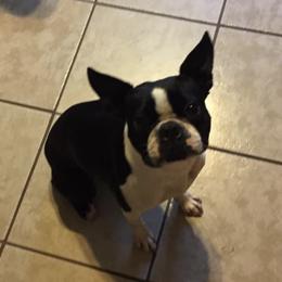 Boston Terriers from Renfroe’s Bostons